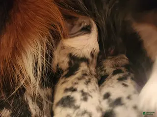 Miniature Australian Shepherd dogs Miniature Australian Shepherd Puppy 1 - Ad 37