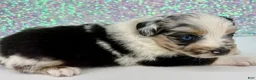 Toy Australian Shepherd dogs for sale: Lilly - Ad 1