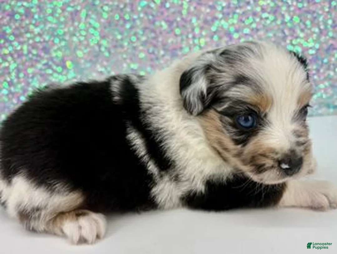 Toy Australian Shepherd dogs for sale: Lilly - Ad 1