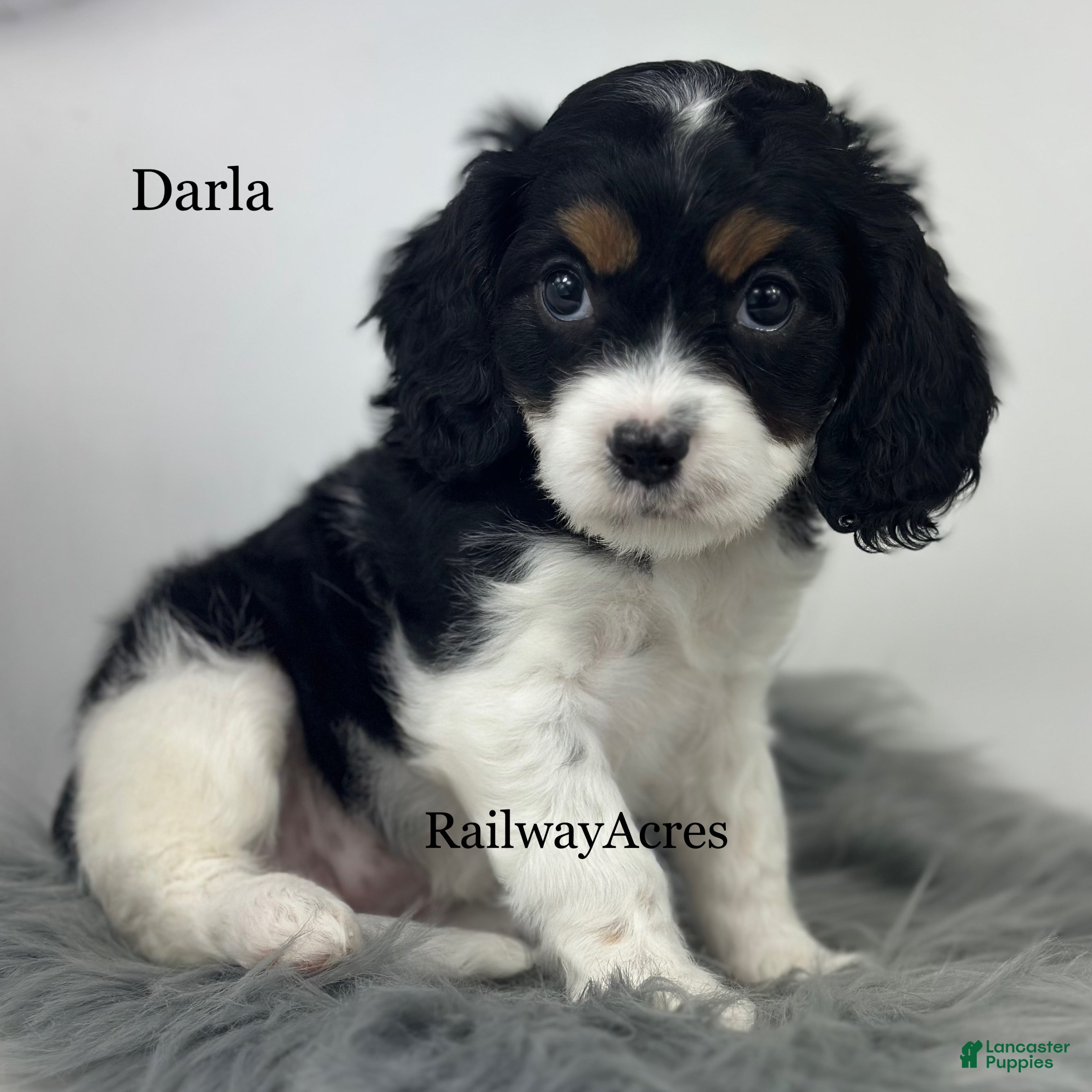 Cavapoo dogs for sale: Darla - Ad 4