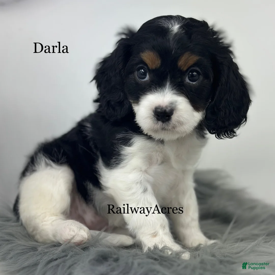 Cavapoo dogs for sale: Darla - Ad 2
