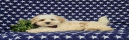 Maltipoo dogs for sale: Oscar - Ad 4