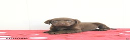 Labrador Retriever dogs for sale: Hunter - Ad 2