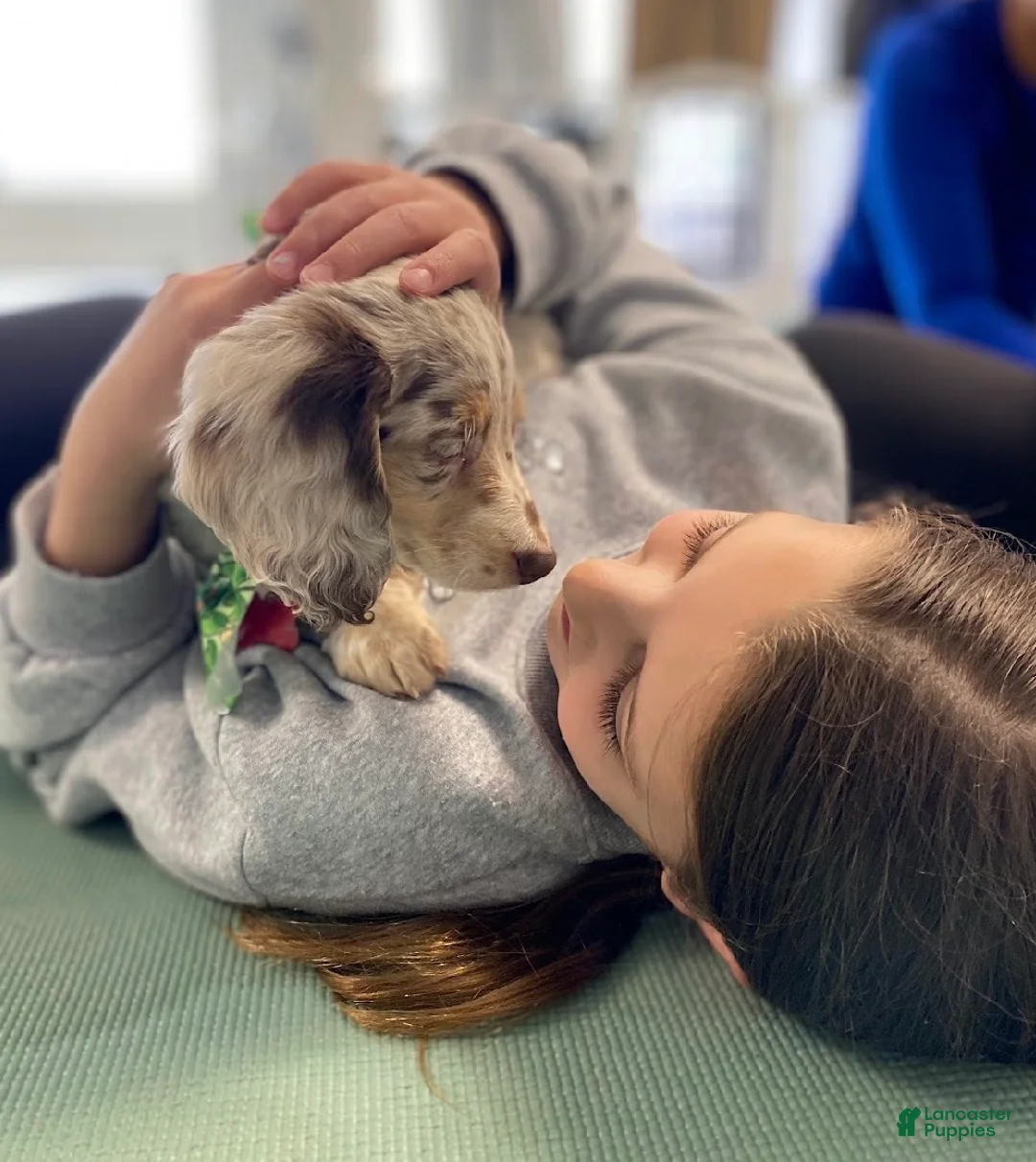 Miniature Dachshund dogs for sale: Finley - Ad 3