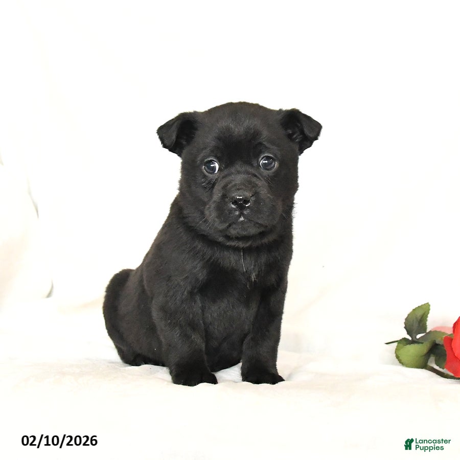 Mixed Breed dogs Shadow - Ad 23