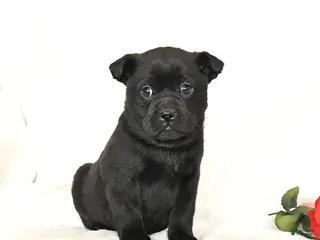 Mixed Breed dogs Shadow - Ad 23