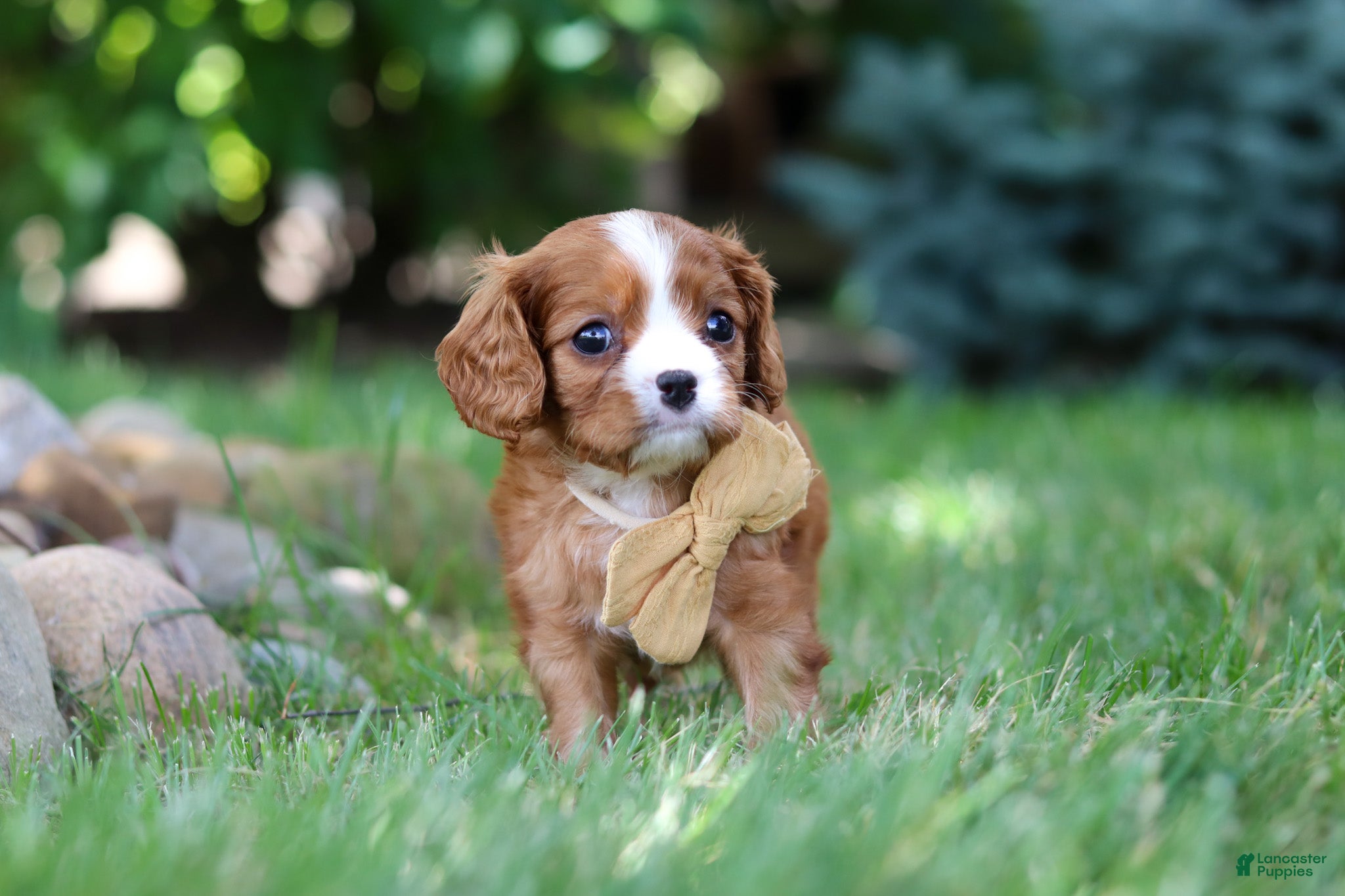 Cavalier King Charles Spaniel dogs Buddy - Ad 2