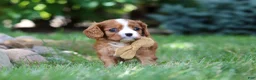 Cavalier King Charles Spaniel dogs for sale: Buddy - Ad 2