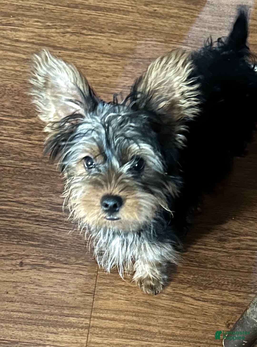 Yorkshire Terrier dogs for sale: Moes Tiny baby boy - Ad 1