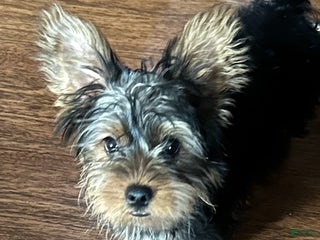 Yorkshire Terrier dogs Moes Tiny baby boy - Ad 6