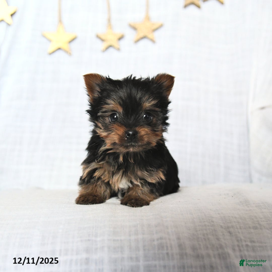 Yorkshire Terrier dogs for sale: Frosty - Ad 2