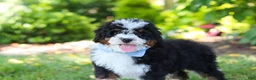Mini Bernedoodle dogs for sale: Tucker - Ad 12