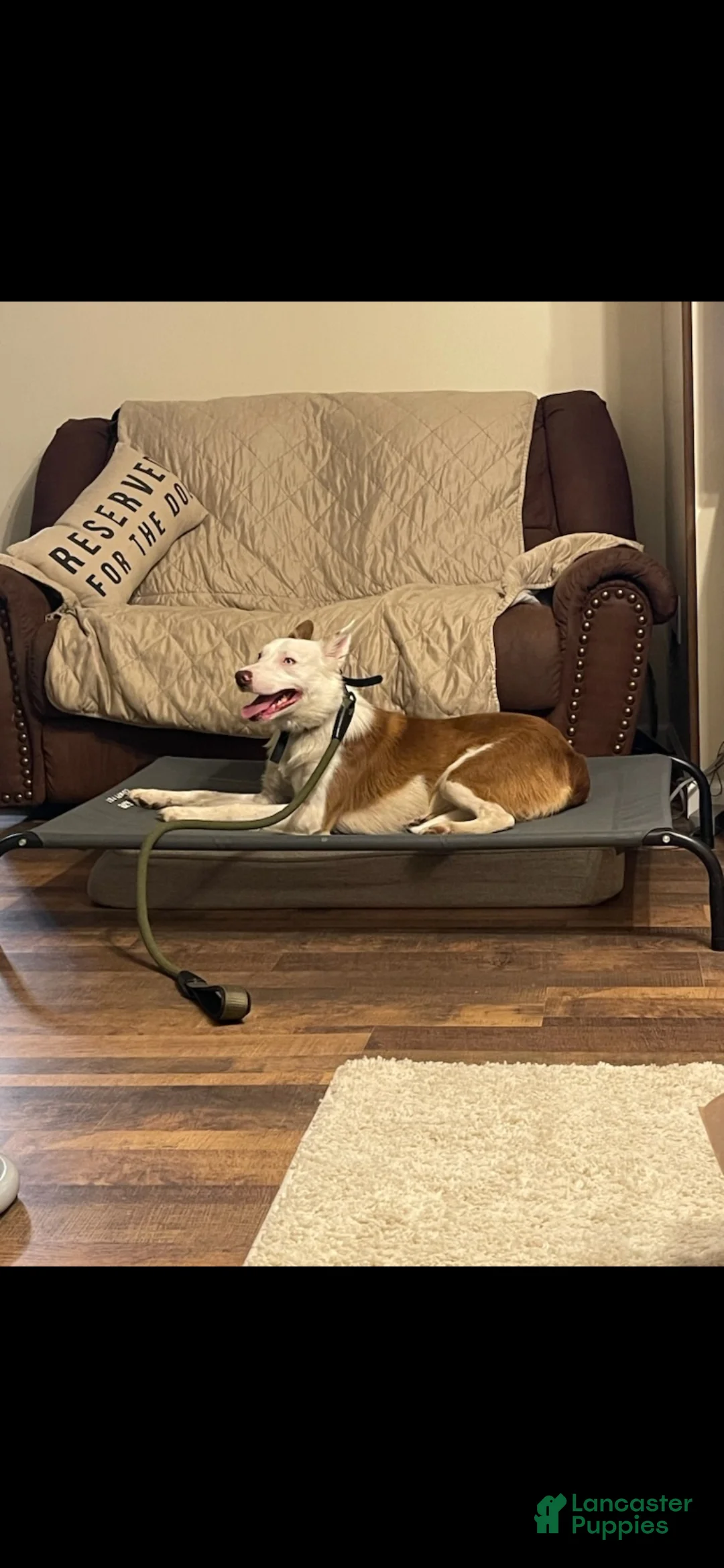 Border Collie dogs for sale: Zinny - Ad 3