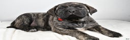 English Mastiff dogs for sale: Sue - Ad 2