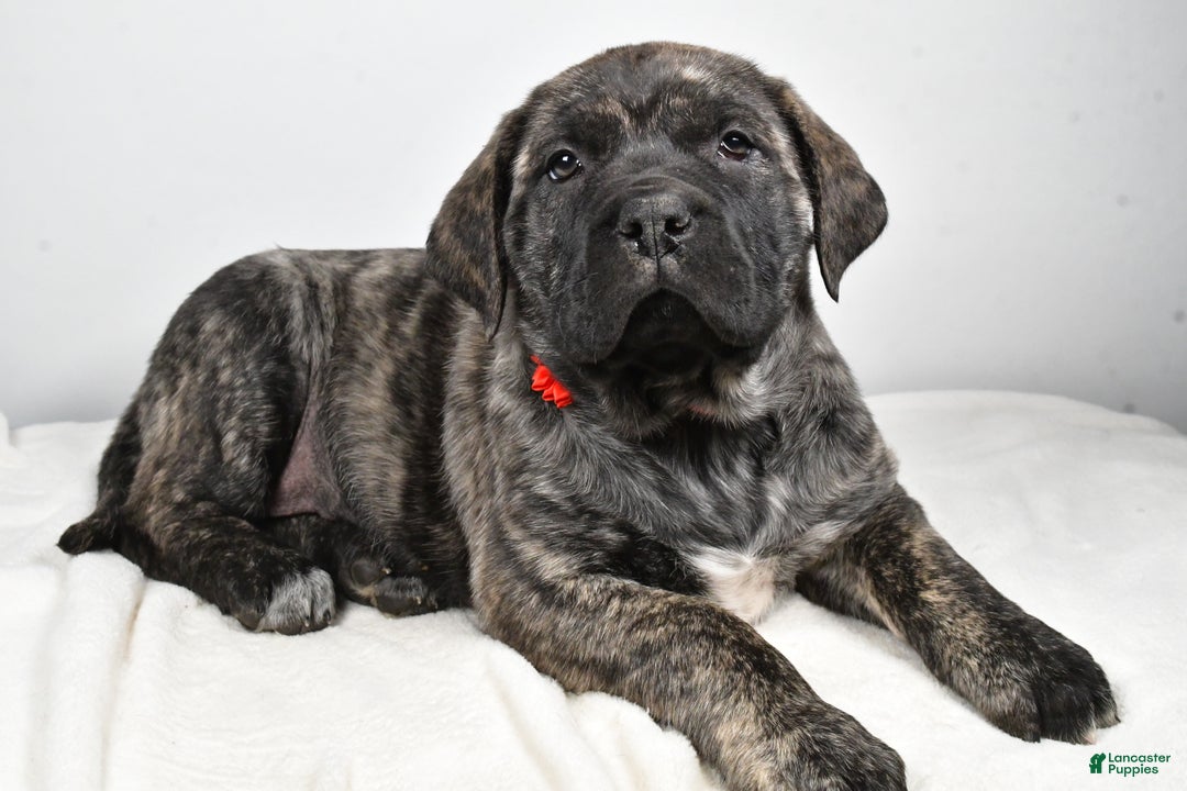 English Mastiff dogs for sale: Sue - Ad 2