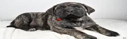 English Mastiff dogs for sale: Sue - Ad 2