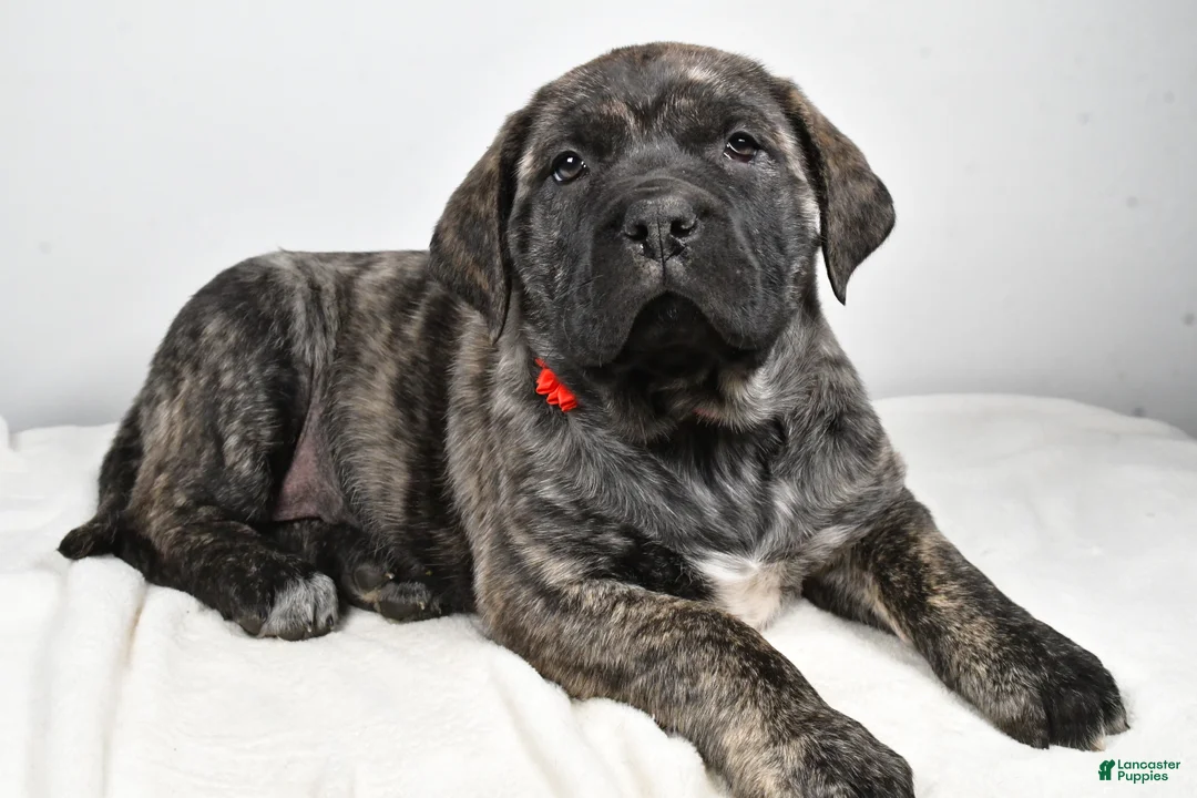English Mastiff dogs for sale: Sue - Ad 2