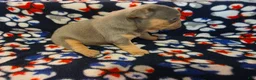 French Bulldog dogs for sale: Prince Phillip - Ad 4