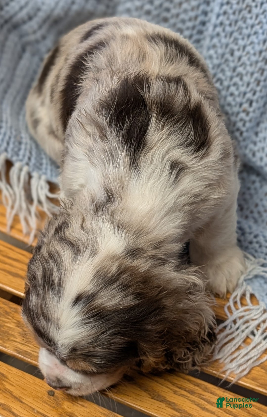 Cocker Spaniel dogs for sale: Wynter - Ad 4