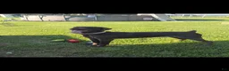 German Shorthaired Pointer dogs for sale: German Shorthaired Pointer 1 - Ad 1