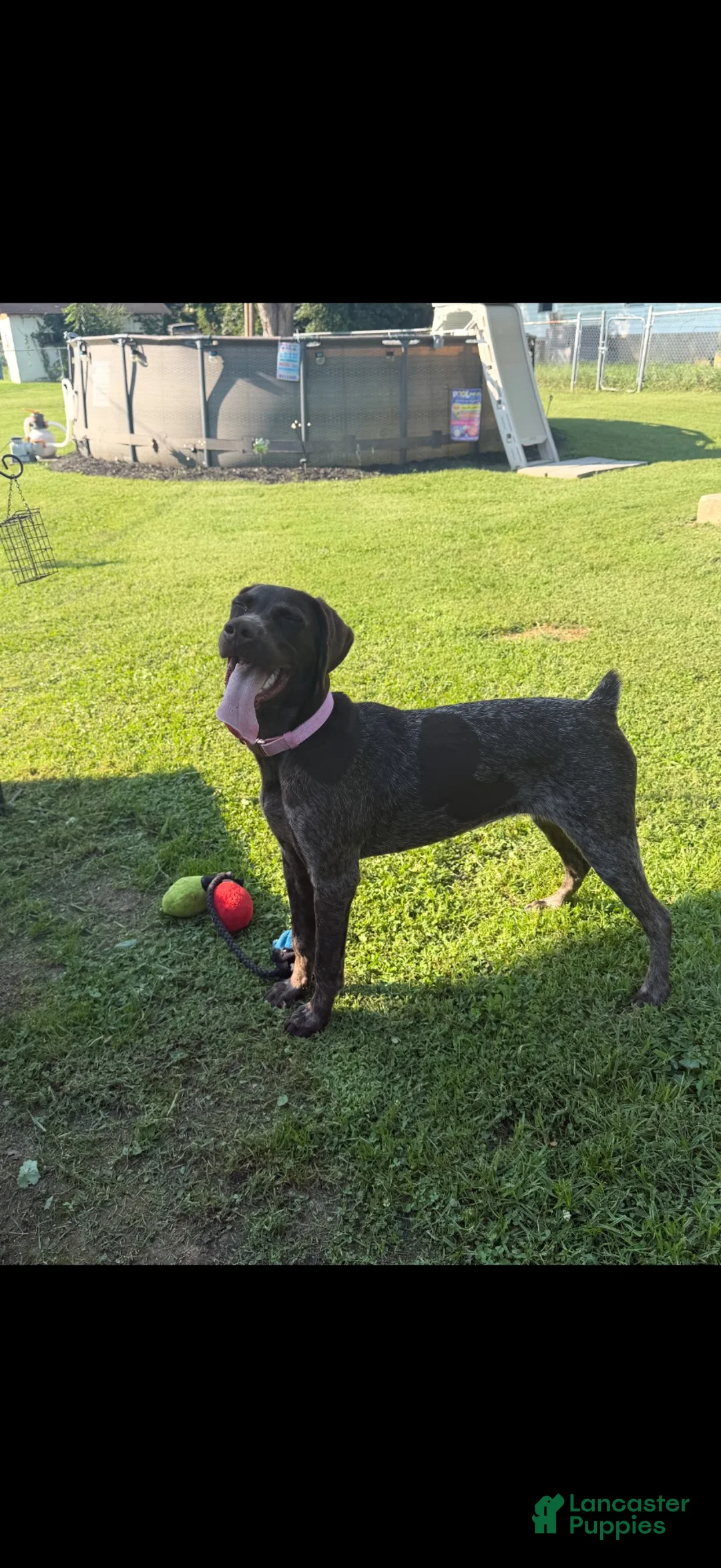 German Shorthaired Pointer dogs for sale: German Shorthaired Pointer 1 - Ad 1