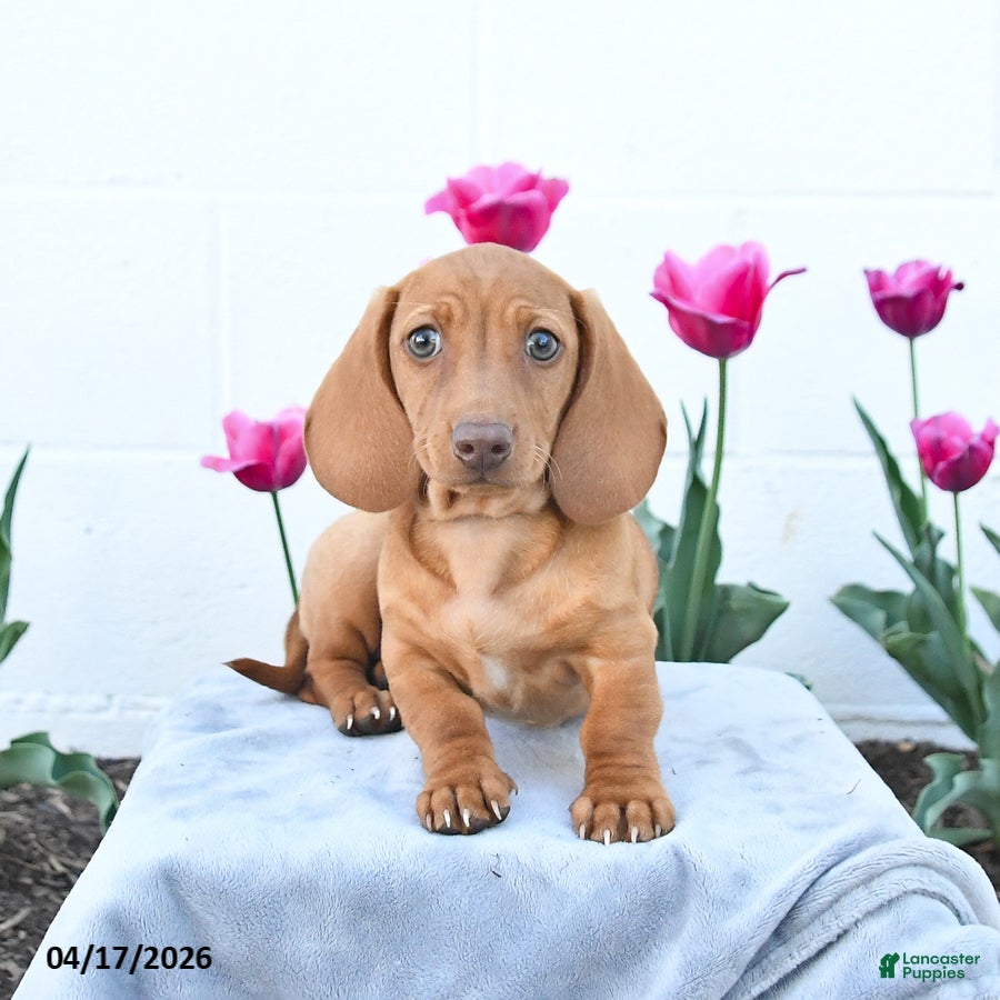 Miniature Dachshund dogs for sale: Woody - Ad 1