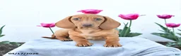 Miniature Dachshund dogs for sale: Woody - Ad 1