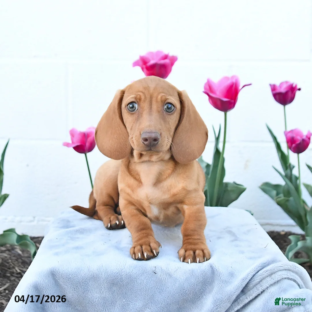Miniature Dachshund dogs for sale: Woody - Ad 1