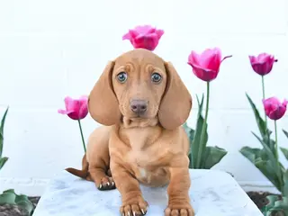 Miniature Dachshund dogs for sale: Woody - Ad 1