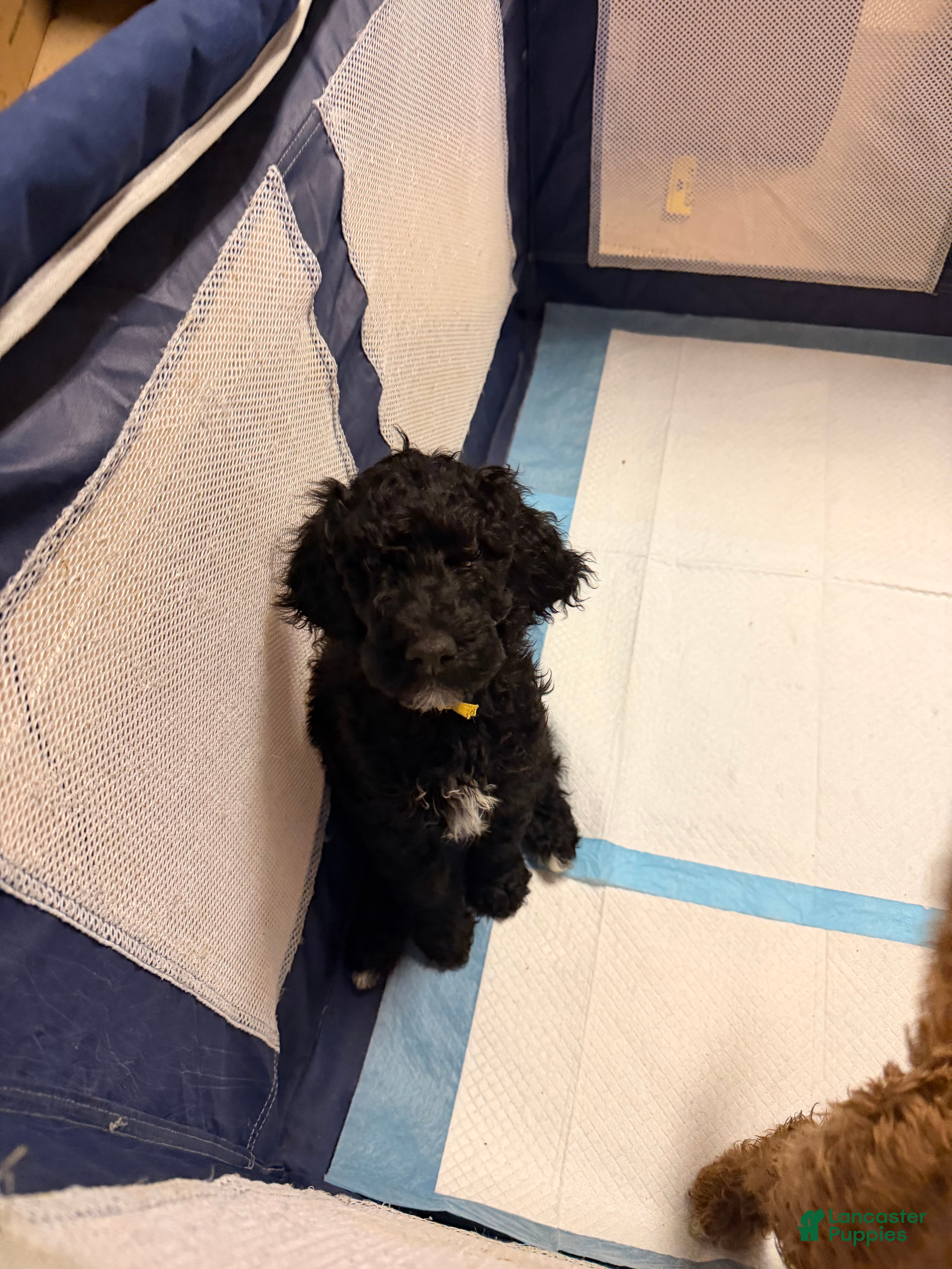 Goldendoodle dogs Goldendoodle Puppy 2 - Ad 2