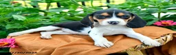Beagle dogs for sale: Hailey - Ad 2