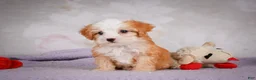Mini Bernedoodle dogs for sale: Marcy - Ad 8