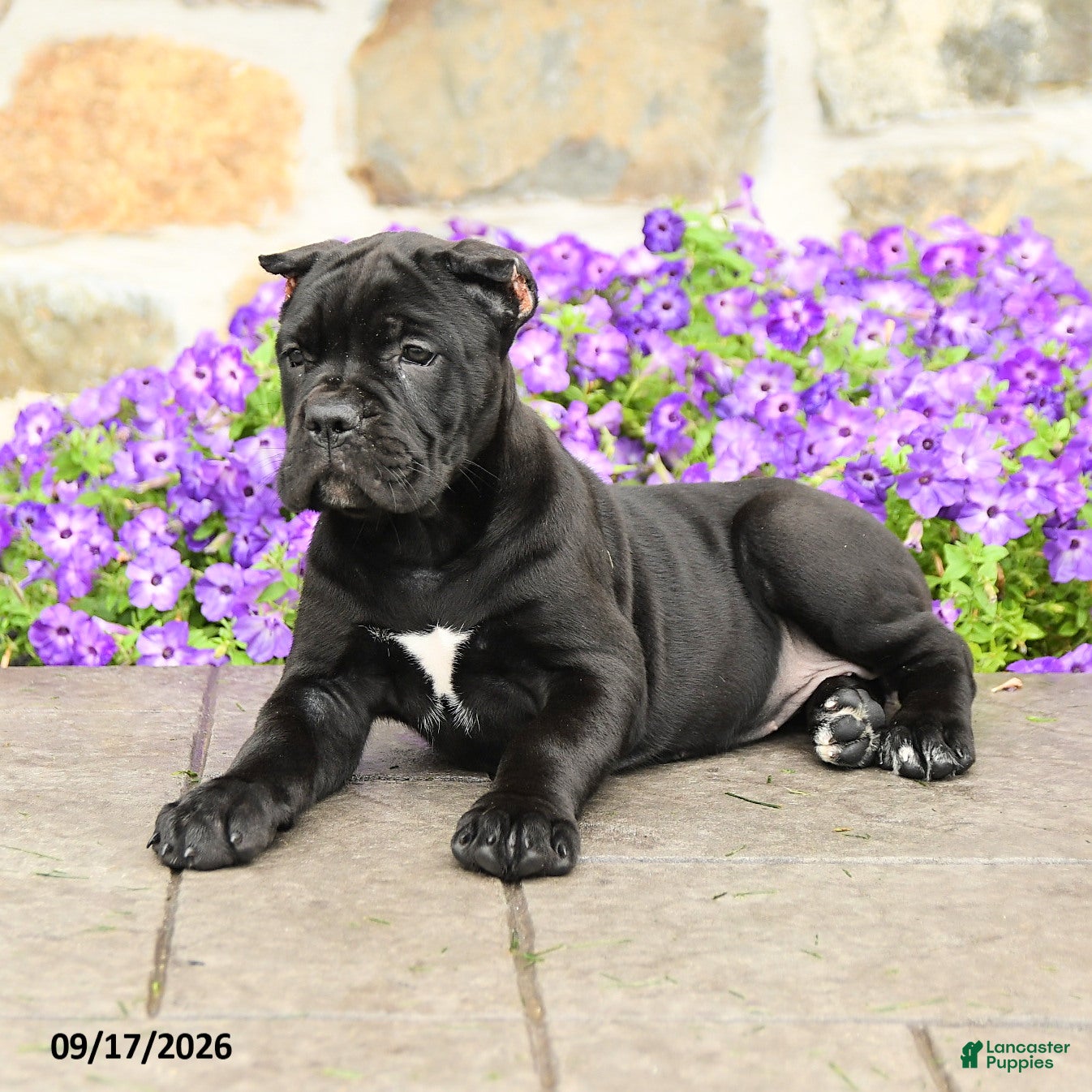 Cane Corso dogs Chara  - Ad 1