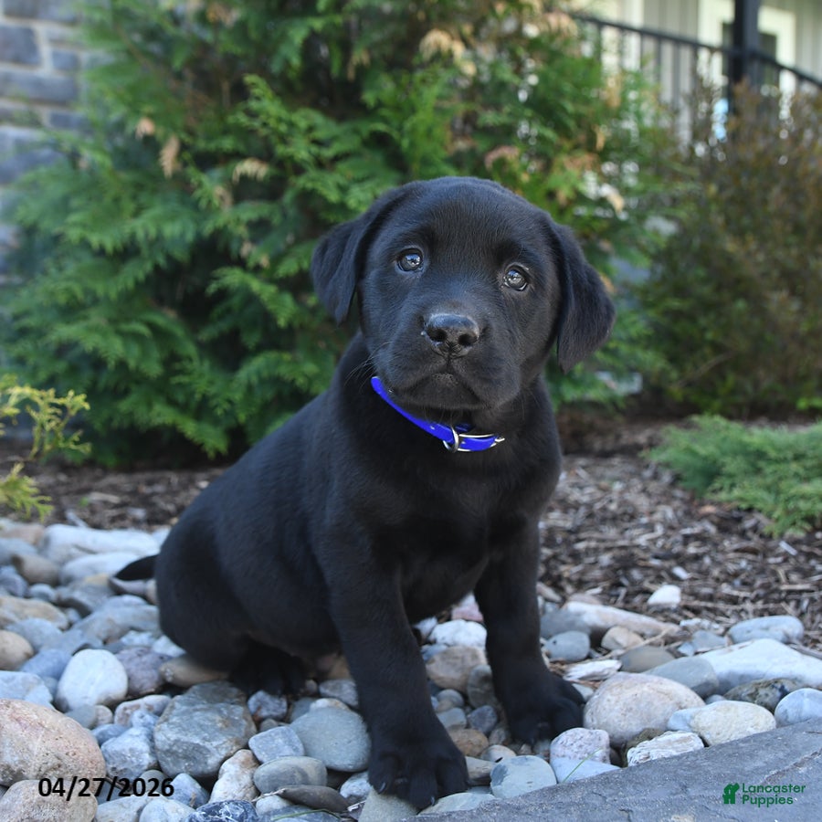 Labrador Retriever dogs for sale: Bo  - Ad 3