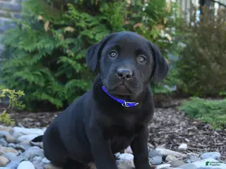 Labrador Retriever dogs for sale: Bo - Ad 3