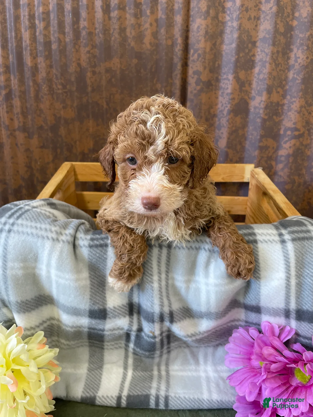 Labradoodle dogs for sale: Lily - Ad 4