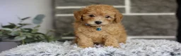 Toy Poodle dogs for sale: Chico - Ad 6