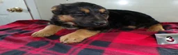 German Shepherd dogs for sale: German Shepherd Puppy 3 Moses - Ad 1