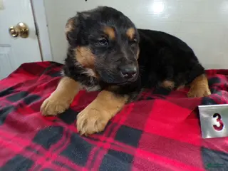 German Shepherd dogs for sale: German Shepherd Puppy 3 Moses - Ad 1
