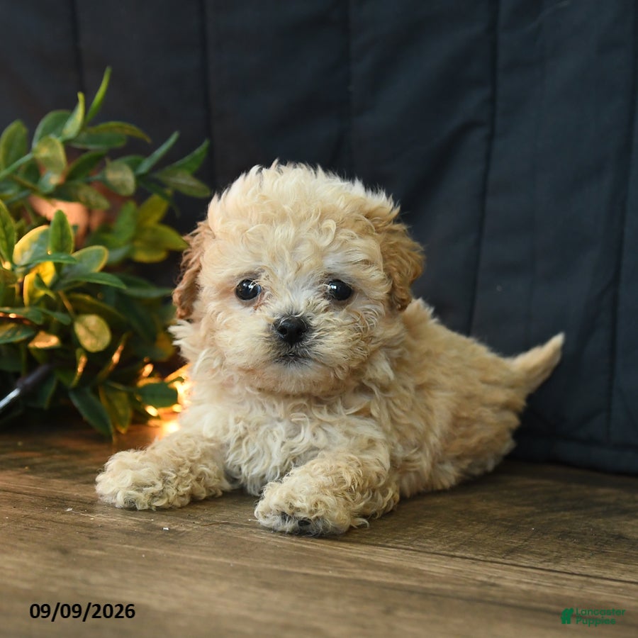Mixed Breed dogs Tommy - Ad 2