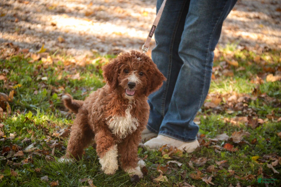 Cavapoo dogs for sale: Rory Cavapoo  - Ad 2