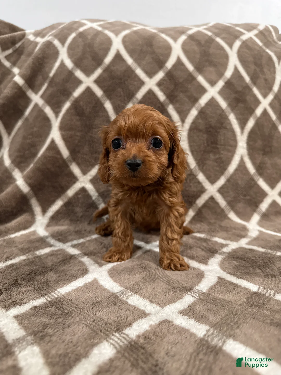Cockapoo dogs for sale: Ruby - Ad 1