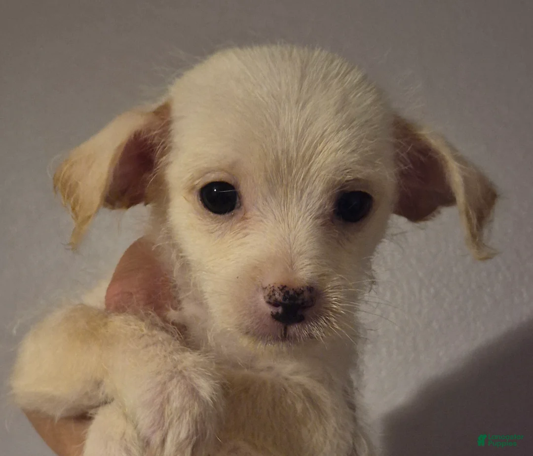 Chipoo dogs for sale: Chipoo Puppy 2 - Ad 13