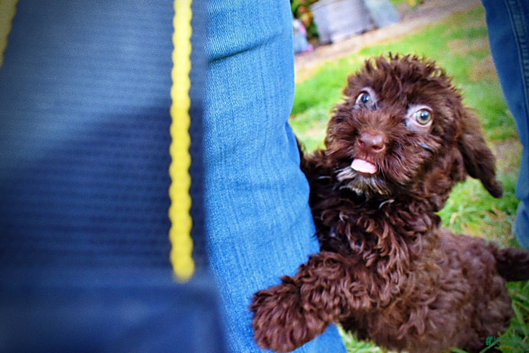 Havapoo dogs for sale: Lady - Ad 13