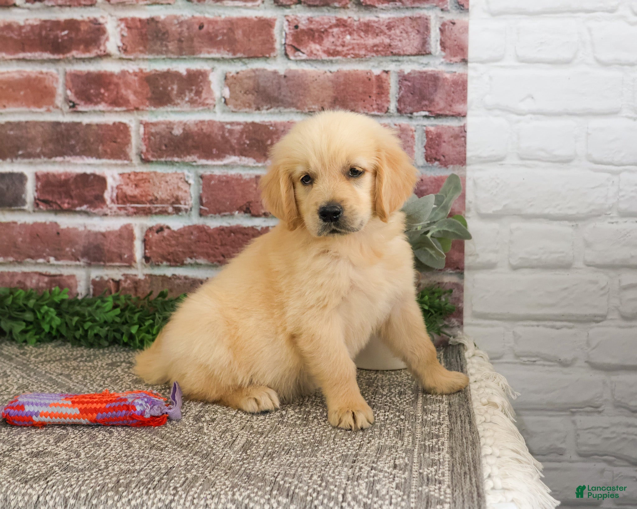 Golden Retriever dogs Giana - Ad 6