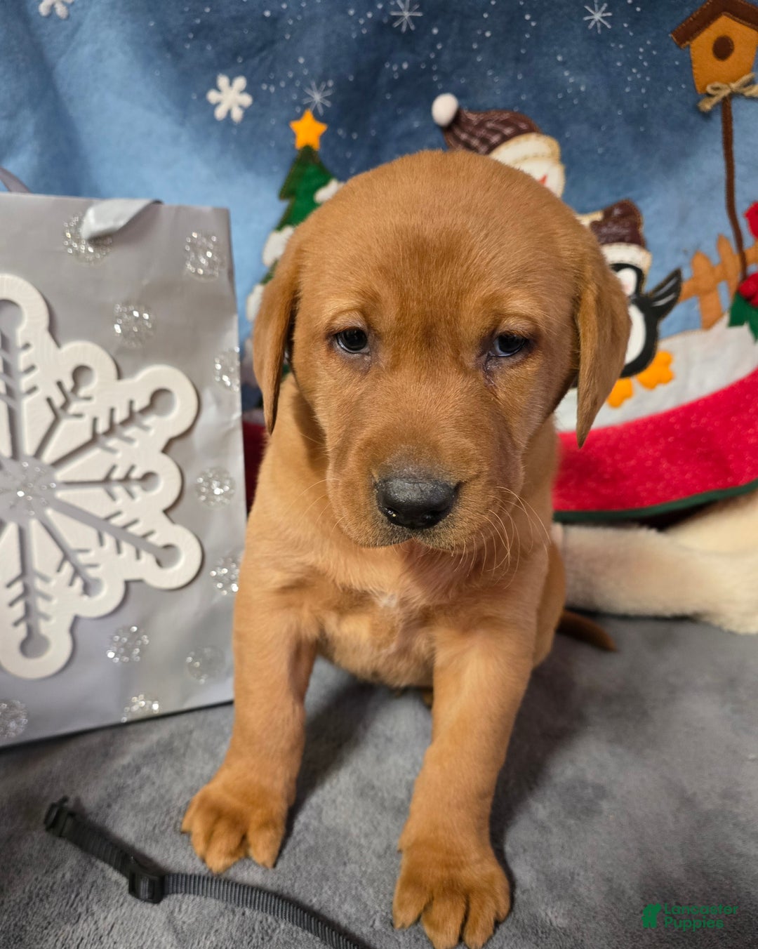 Labrador Retriever dogs for sale: Labrador Retriever Puppy Black collar - Ad 1