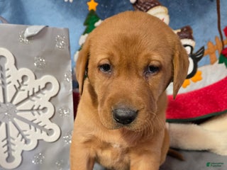 Labrador Retriever dogs Labrador Retriever Puppy Black collar - Ad 4