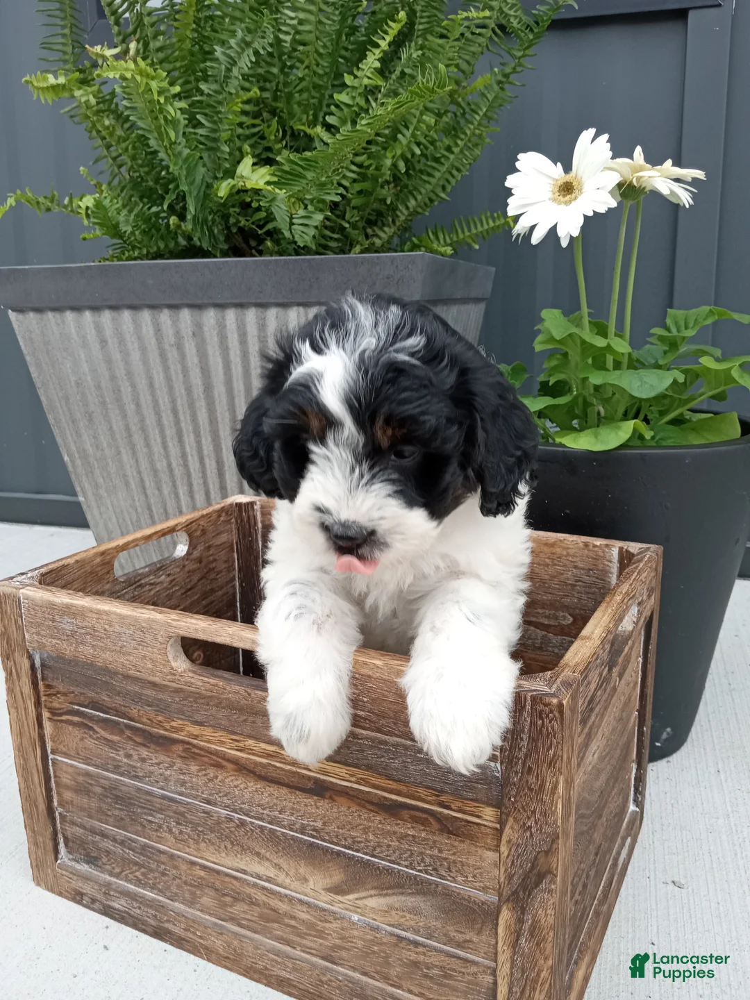 Mini Bernedoodle dogs for sale: Livia - Ad 1