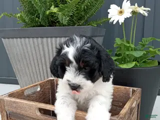 Mini Bernedoodle dogs for sale: Livia - Ad 1