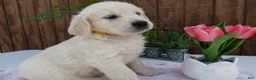 Golden Retriever dogs for sale: Golden Retriever 5 Abby - Ad 2